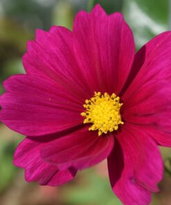 Nikon D3300 DX-format DSLR Kit w/ 18-55mm DX VR II & 55-200mm DX VR II Zoom Lenses and Case (Black) 51 71f4BKPHL