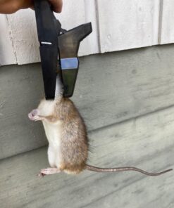 Kat Sense Rat Traps That Work Indoor & Outdoor for Instant Kill Results, Set of 8 Large Reusable Snap Traps for Mice Chipmunks 'N Squirrels 8 Piece 33 71f5Fze pgL