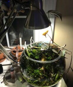 Boston Harbor WK-618E-3L Swing Arm Lamp Holder for Desk Lamp, Brushed Nickel,Grey 28 71f69IwTiL