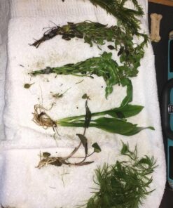 6 Plant Species Live Aquatic Plants Package - Microsorum Java Fern, Amazon, Moneywort and More! 42 71f6gpCB GL