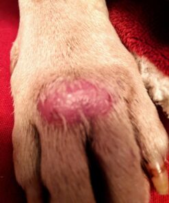 Results RNA - ACS 200 Silver-Glutathione Gel – Advanced Cellular Colloidal Silver Gel for Wound Care & Superior Dermal Healing. Clinically Proven. Recommended by Doctors Worldwide (2 oz) Unflavored 2 Fl Oz (Pack of 1) 13 71f7sHbjU0L