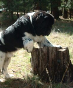 Doggie Dooley 3116 Waste Terminator, 1-Year Supply , 12.69 Ounce (Pack of 1) 13 71f8NFxC0QL