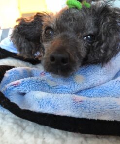 Virbac C.E.T. Enzymatic Oral Hygiene Chews, Small Dog, 30 Count,Beef,0.65 pounds 8.4 Ounce (Pack of 1) Blue 31 71f9emQ9VHL