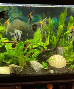 CaribSea Eco-Complete 20-Pound Planted Aquarium, Black 20 POUNDS 24 71fAFqFEjBL