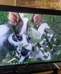 Rankie Mini DisplayPort (Mini DP) to HDMI Cable, 4K Ready, 6 Feet 31 71fCqexbrCL