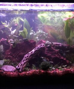 6 Plant Species Live Aquatic Plants Package - Microsorum Java Fern, Amazon, Moneywort and More! 43 71fEPkYFeBL