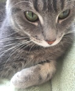 Hill's Science Diet Adult Chicken Recipe Dry Cat Food, 7 lbs., Bag 35 71fFmhcXL