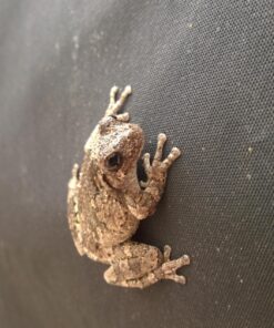 Winco WWB-10 Wooden Woven Salad Bowl, 10-Inch, Brown 1 Count (Pack of 1) 9 71fFxCsNaUL