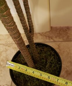 Nearly Natural 6580 Cordyline Silk Plant Real Touch, 5-Feet, Green 29 71fHYfHPUXL