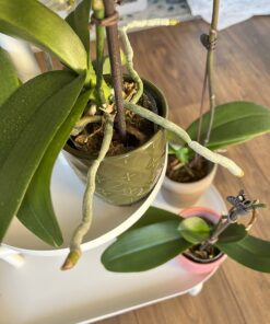 Miracle-Gro Ready-To-Use Orchid Plant Food Mist, 8 oz., Feeds Plants Instantly, 1 Pack 55 71fILXbj3FL