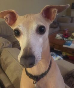 4Legger Certified Organic Nose & Paw Pad Healing Balm Unscented for Dry Chapped and Cracked Paw Pads, Elbows, Snout, Dry Skin with Hemp Oil, Vegan Wax, Calendula & Shea Butter - Made in USA - 1.9 oz 37 71fJvS xmRL