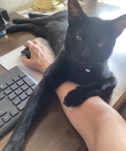 Kensington Silent Mouse-for-Life Wireless USB Mouse - Black (K72392US),1.5" x 2.4" x 4.3" 1.5" x 2.4" x 4.3" 14 71fJx5yxsBL