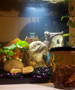 SunGrow 50 pcs Catappa Indian Almond Leaves for Betta Fish Tank Aquarium, 2” Water Conditioner Leaves, Leaf Also Suitable for Shrimp, Goldfish, Guppy and Frogs 50 Leaves 64 71fK77U7fML