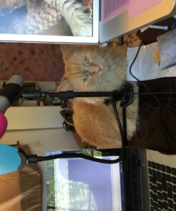 Hamilton Nu-Era Tabletop Mic Stand 15 71fKW0yEo7L