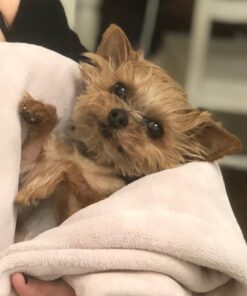 Pawstruck USDA Organic Natural Ruff Relief Wax Balm for Dogs – Moisturizes, Protects, and Heals Noses & Paws – Made in USA, Non-Toxic, Hypoallergenic - 1.75 oz 49 71fKb87XSXL