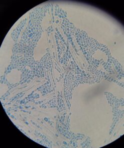 OMAX 40X-2000X LED Binocular Compound Lab Microscope w/ Double Layer Mechanical Stage + Blank Slides, Cover Slips, & Lens Cleaning Paper, M82ES-SC100-LP100 55 71fMT0xHtYL 1