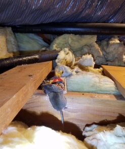 Victor m154 metal pedal mouse trap (8) 8 Traps 15 71fMdYpIBdL