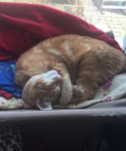 Oster Sunny Seat Window-Mounted Cat Bed, 50 Pounds 47 71fNWwtWINL