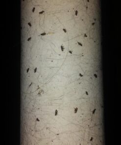 Capstar Fast-Acting Oral Flea Treatment for Dogs 31 71fQU4xN84L