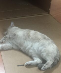 KONG - Naturals Premium Catnip - Premium North American Grown - 2 Ounce 51 71fQwF1SZvL