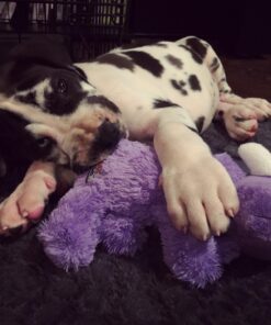 KONG - Cozie™ Rosie Rhino - Indoor Cuddle Squeaky Plush Dog Toy - For Medium Dogs 38 71fRCGvs7iL