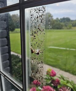 Window Fly Traps by Catchmaster - 48 Count, Ready to Use Indoors. Insect, Bugs, Fly & Fruit Fly Glue Adhesive Sticky Paper - Waterproof Easy Application Ready Disposable Non-Toxic 48 Traps 26 71fRUVMVptL