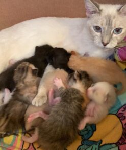 Purina Pro Plan With Probiotics, High Protein Dry Kitten Food, Chicken & Rice Formula - 7 lb. Bag 38 71fTP0NeEML