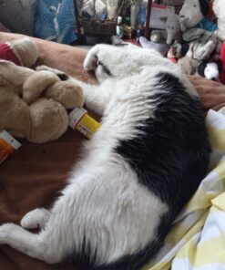 Arm & Hammer Clump & Seal Litter, MultiCat 19lb Box 19 Pound Multicolor 33 71fTRA7GoIL