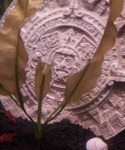 Aponogeton Ulvaceus Bulb - Aquarium Plant for Aquariums with temperatures Under 72F 49 71fUTAr7qDL