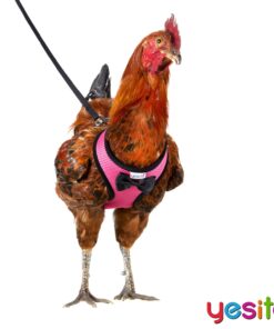 Yesito Chicken Harness Hen Size with 6-Foot Matching Belt, Comfortable, Breathable, Small Size, Suitable for Chicken, Duck or Goose Suitable for Weight About 2.3-3.8Pounds, Green (Months, Pink) Medium 10 71fWXntQxcL