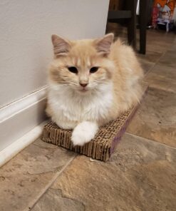 SmartyKat Scratch Up Corrugated Hanging Cat Scratcher, Catnip Infusion Technology - Brown, Single Wide Scratch Up (Catnip Infused) Single Pack 38 71fYoQhSskL