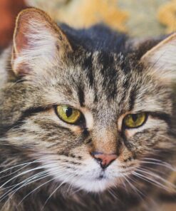 BUBBAS Super Strength Enzyme Cleaner - Pet Odor Eliminator - Carpet Stain Remover - Remove Dog & Cat Urine Odor from Mattress, Sofa, Rug, Laundry, Hardwood Floors and more. Puppy Training Supplies 32 Fl Oz (Pack of 1) 35 71fcIXW2qfL