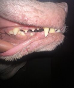 Vet’s Best Enzymatic Dog Toothpaste | Teeth Cleaning and Fresh Breath Dental Care Gel | Vet Formulated | 3.5 Ounces 1 Count 46 71fcm0rBB7L