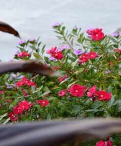 Nikon D3300 DX-format DSLR Kit w/ 18-55mm DX VR II & 55-200mm DX VR II Zoom Lenses and Case (Black) 45 71fdQXFgQuL