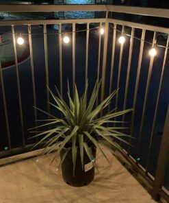 Brightown G40 Replacement LED Light Bulbs, 25 Pack Clear Globe Bulb fits E12 C7 Candelabra Screw Base Sockets, 1.5 Inch Dimmable Edison Light Bulbs for Indoor Outdoor Patio Decor, Warm White Clear-led 32 71fdu6iwsxL