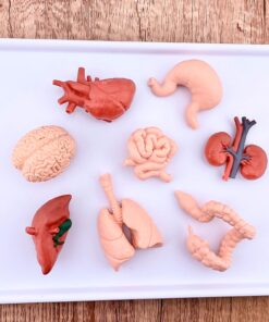 Alternative view of Safari Ltd. Human Organs TOOB - 8 Mini Figurines Including Brain, Heart, Lungs, Liver, Kidneys, Stomach, and Intestines - Anatomy Educational Toy Figures for Boys, Girls & Kids Ages 3+