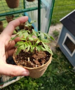 Survival Essentials Garden Heirloom Seed Vault, 100 Variety, Over 17,500 Vegetable, Fruit, and Herbs Seeds, Non-GMO, Non-Hybrid, Plus Free Microgreens Kit 60 71ffqEKcdLL