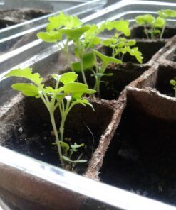 22,000 Non GMO Heirloom Vegetable Seeds, Survival Garden, Emergency Seed Vault, 34 VAR, Bug Out Bag - Beet, Broccoli, Carrot, Corn, Basil, Pumpkin, Radish, Tomato, More 40 71fi7pAKAL