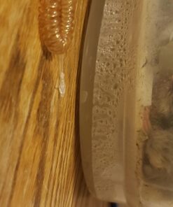 HBlife Digital Egg Incubator for Hatching 9-12 Chicken, Quail and Duck Eggs, with Fully Automatic Egg Turning and Temperature Display, Hatcher for Turkeys, Birds, Parrots and Poultry 41 71fnTC56P6L