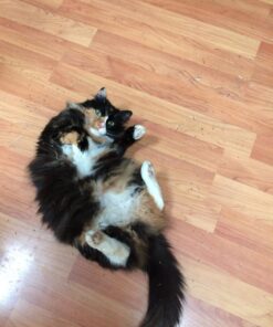 KONG - Naturals Premium Catnip - Premium North American Grown - 2 Ounce 57 71fprfjBDzL