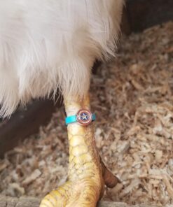 20 Chicken Charm Poultry Leg Bands - Includes Americas Favorite Super Hero's 34 71frSAd4QPL