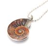 JOYA GIFT Charm Handmade Natural Conch Fossil Ammonite By Silver Wrapped Pendant Necklace (1 PCE). 20 71fvGs6SSmL