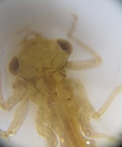 Carson MicroMini 20x LED Lighted Pocket Microscope with Built-In UV and LED Flashlight - Blue 30 71fwEYt5FqL