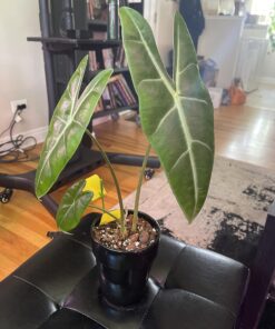 Espoma Organic 8 Ounce Concentrated Indoor! Plant Food - Indoor Plant Fertilizer for Large & Small Plants Like Pothos, Fiddle Leaf Fig, Monstera, Snake & Palms 43 71fwPhWPLiL 5