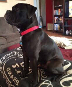 Pet MD - Canine Tabs Plus 365 Count - Advanced Multivitamins for Dogs - Natural Daily Vitamin and Mineral Nutritional Supplement - Liver Flavored Chewable Tablets 21 71fyFRaKSL