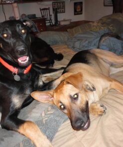 Alternative view of Pup-Peroni Original Beef Flavor Dog Snacks, 40-Ounce