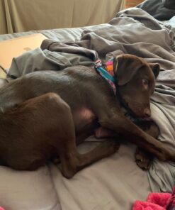 Shepherd Hardware 9133 Door Stop, 1-Pack, Brown 1 Count (Pack of 1) 42 71g3DY8iHVL