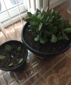 Hoffman 10410 Organic Cactus and Succulent Soil Mix, 10 Quarts 30 71g3bJvPKvL