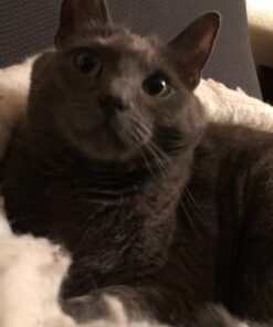 K. T. Manufacturing Mysterious Kuddle Kup Cat Bed, White 18 71g3eByAYHL