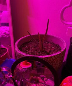 Miracle-Gro Cactus, Palm & Citrus Soil - For Containers , Added Fertilizer Feeds for 6 Months, 8 qt. Potting Mix 29 71g6cCIfC5L